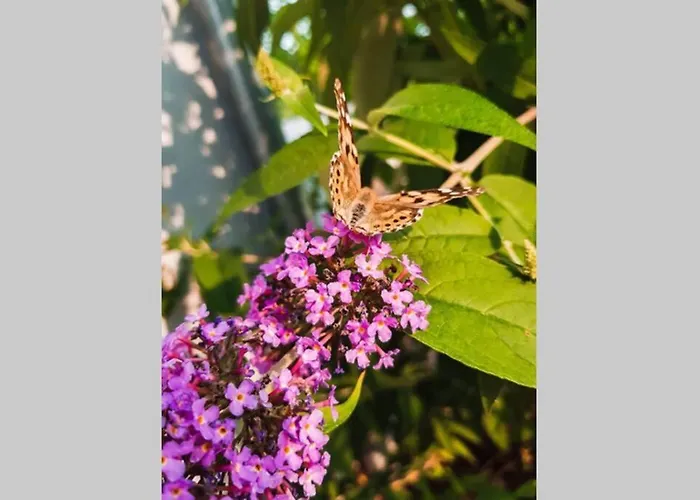 Eli, Belosavci With The View *